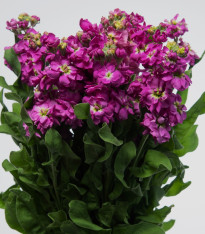 Fiala Cinderella Purple - Matthiola incana - semena - 40 ks