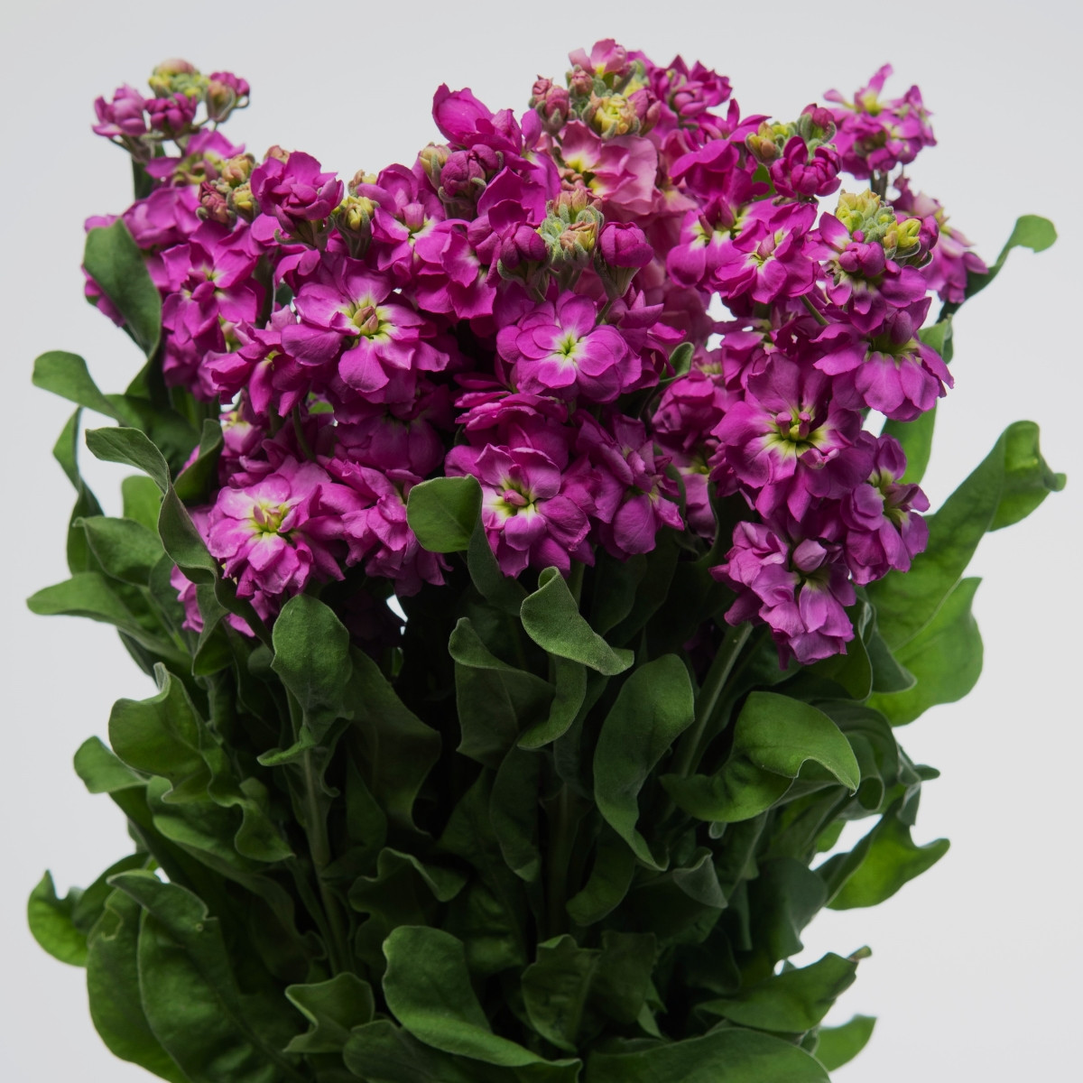 Fiala Cinderella Purple - Matthiola incana - semena - 40 ks
