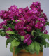 Fiala Cinderella Purple - Matthiola incana - semena - 40 ks