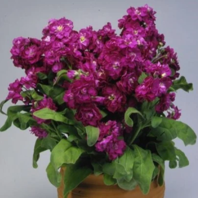 Fiala Cinderella Purple - Matthiola incana - semena - 40 ks
