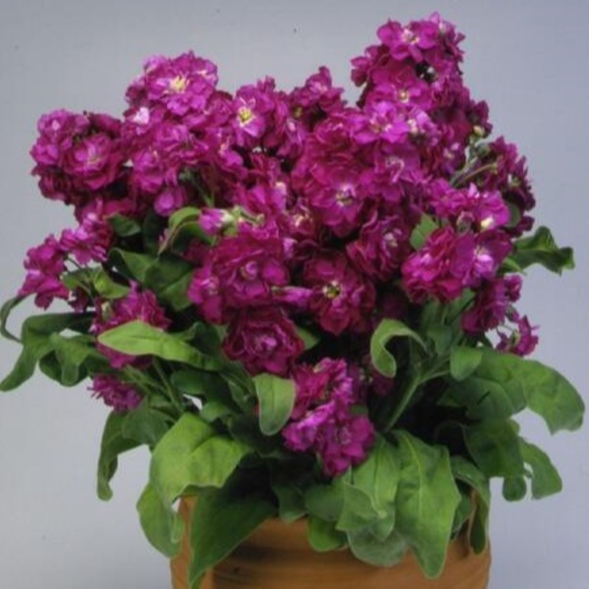 Fiala Cinderella Purple - Matthiola incana - semena - 40 ks