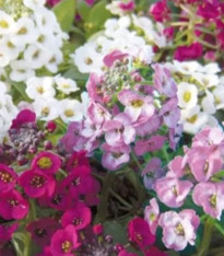 Tařicovka přímořská Yucon Mix - Lobularia maritima - semena - 50 ks