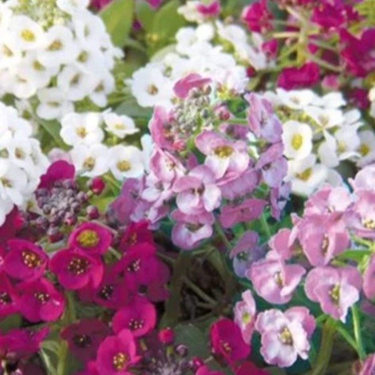 Tařicovka přímořská Yucon Mix - Lobularia maritima - semena - 50 ks