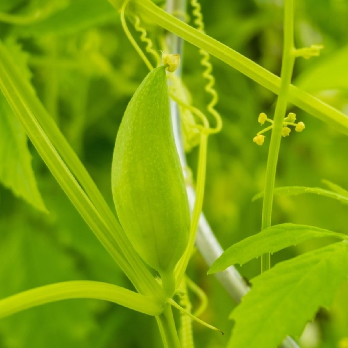 Ačokča - Cyclanthera pedata - semena - 6 ks