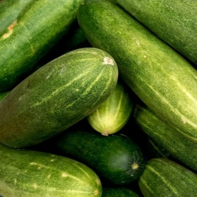 Okurka salátová do květináče – Bush Champion – Cucumis sativus