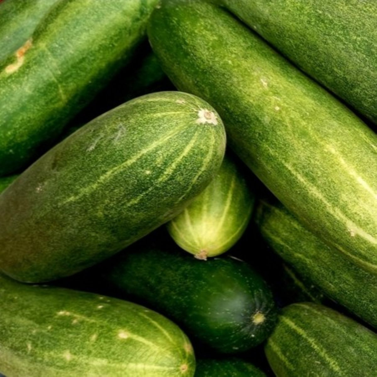 Okurka salátová do květináče – Bush Champion – Cucumis sativus