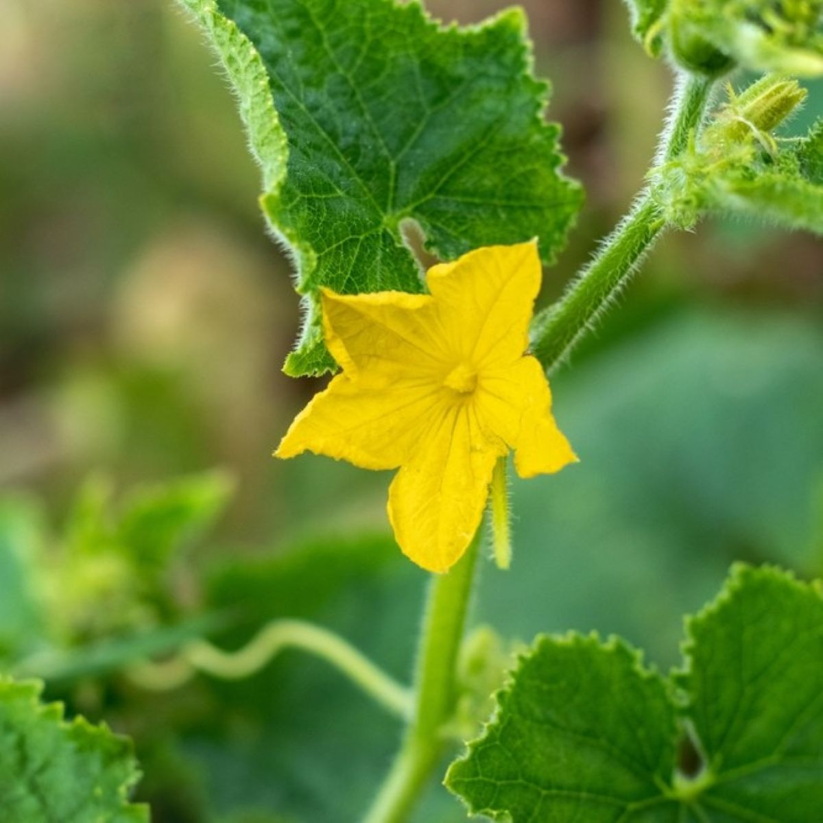 Okurka salátová do květináče – Bush Champion – Cucumis sativus