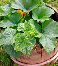 Okurka salátová do květináče - Bush Champion - Cucumis sativus - semena - 8 ks