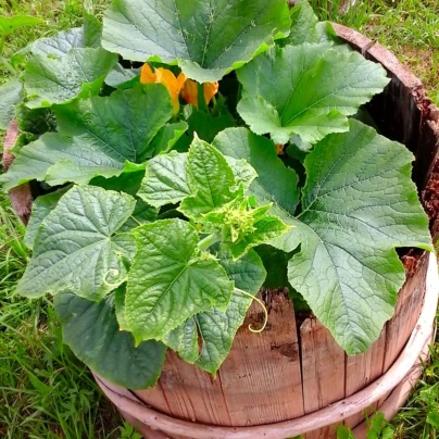 Okurka salátová do květináče - Bush Champion - Cucumis sativus - semena - 8 ks