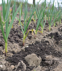Sadbový česnek Dukát - Allium sativum - paličák - cibule česneku - 1 balení