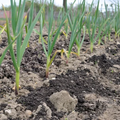 Sadbový česnek Dukát - Allium sativum - paličák - cibule česneku - 1 balení