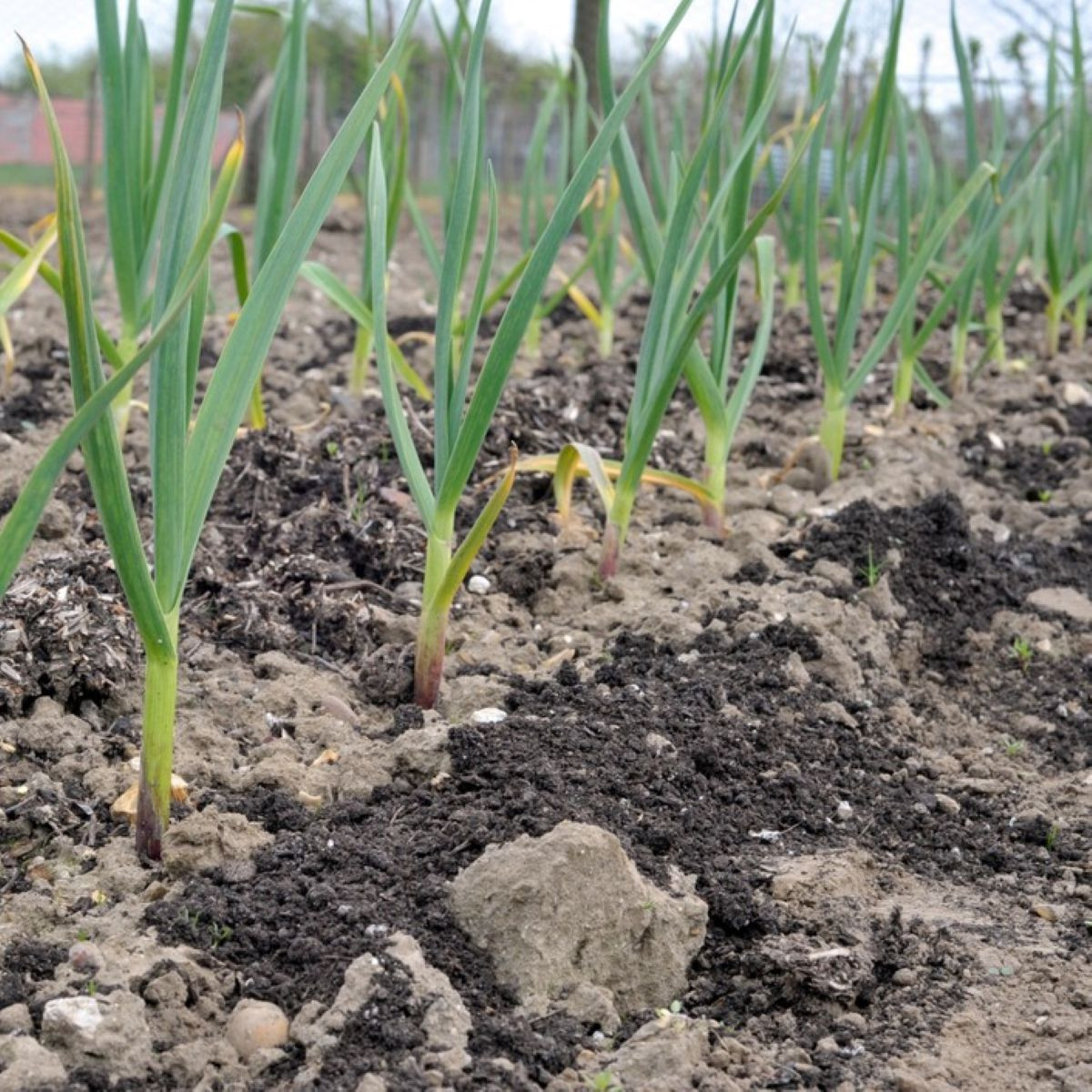 Sadbový česnek Dukát - Allium sativum - paličák - cibule česneku - 1 balení