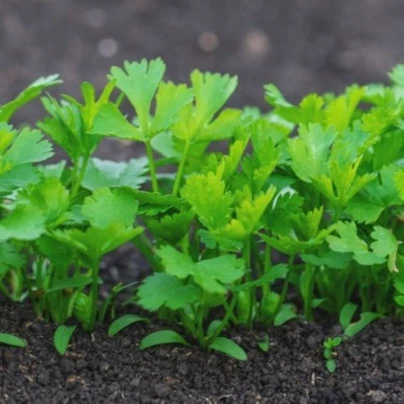 Semena petržele – Petržel kořenová zahradní Efez – Petroselinum crispum