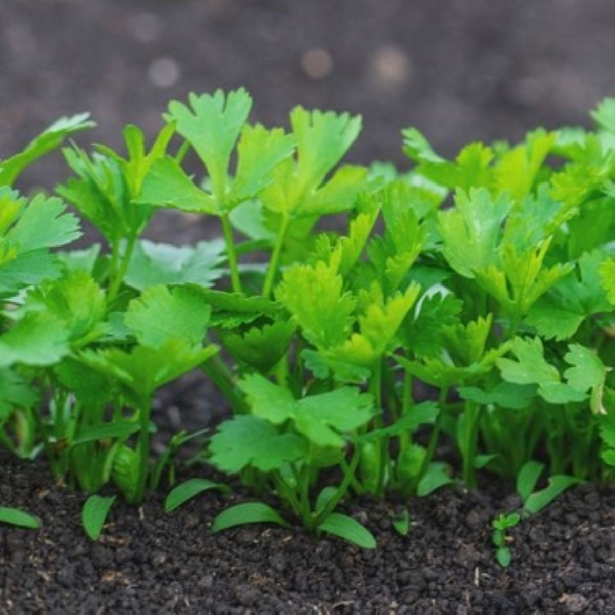 Semena petržele – Petržel kořenová zahradní Efez – Petroselinum crispum