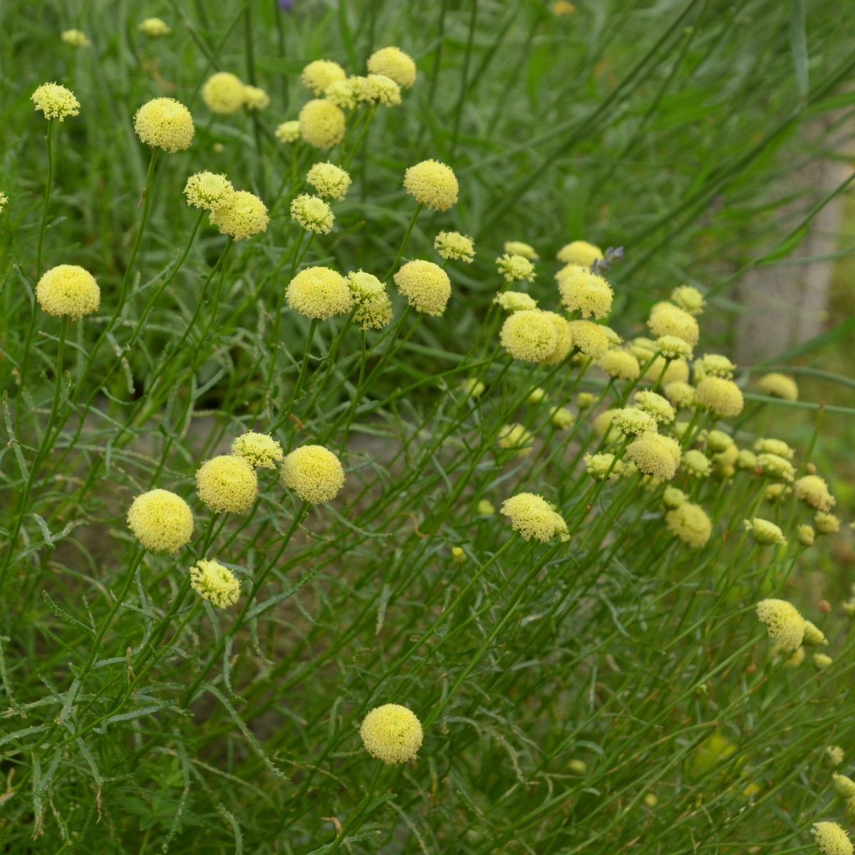 Svatolina rozmarýnolistá - Santolina rosmarinifolia - semena - 5 ks