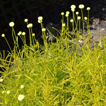 Svatolina rozmarýnolistá - Santolina rosmarinifolia - semena - 5 ks