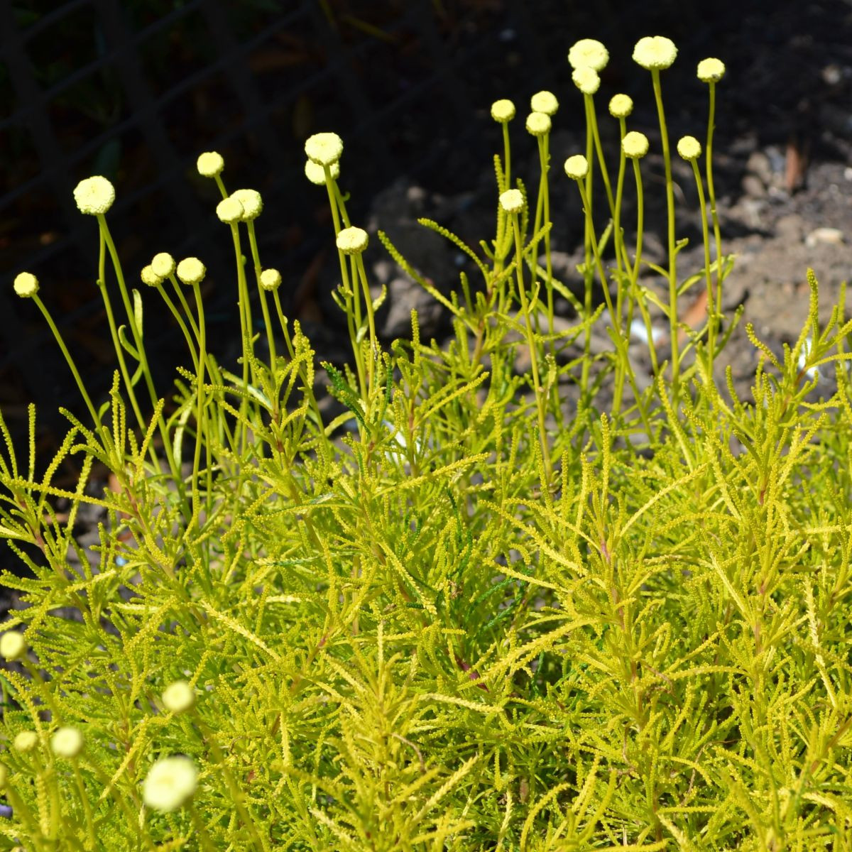 Svatolina rozmarýnolistá - Santolina rosmarinifolia - semena - 5 ks