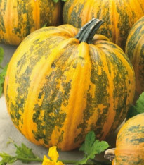 Tykev olejná Trumf F1 - Cucurbita pepo - semena - 12 ks