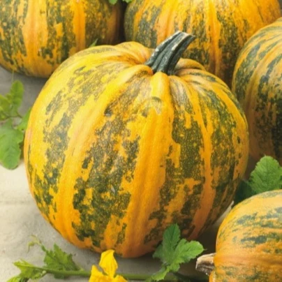 Tykev olejná Trumf F1 - Cucurbita pepo - semena - 12 ks