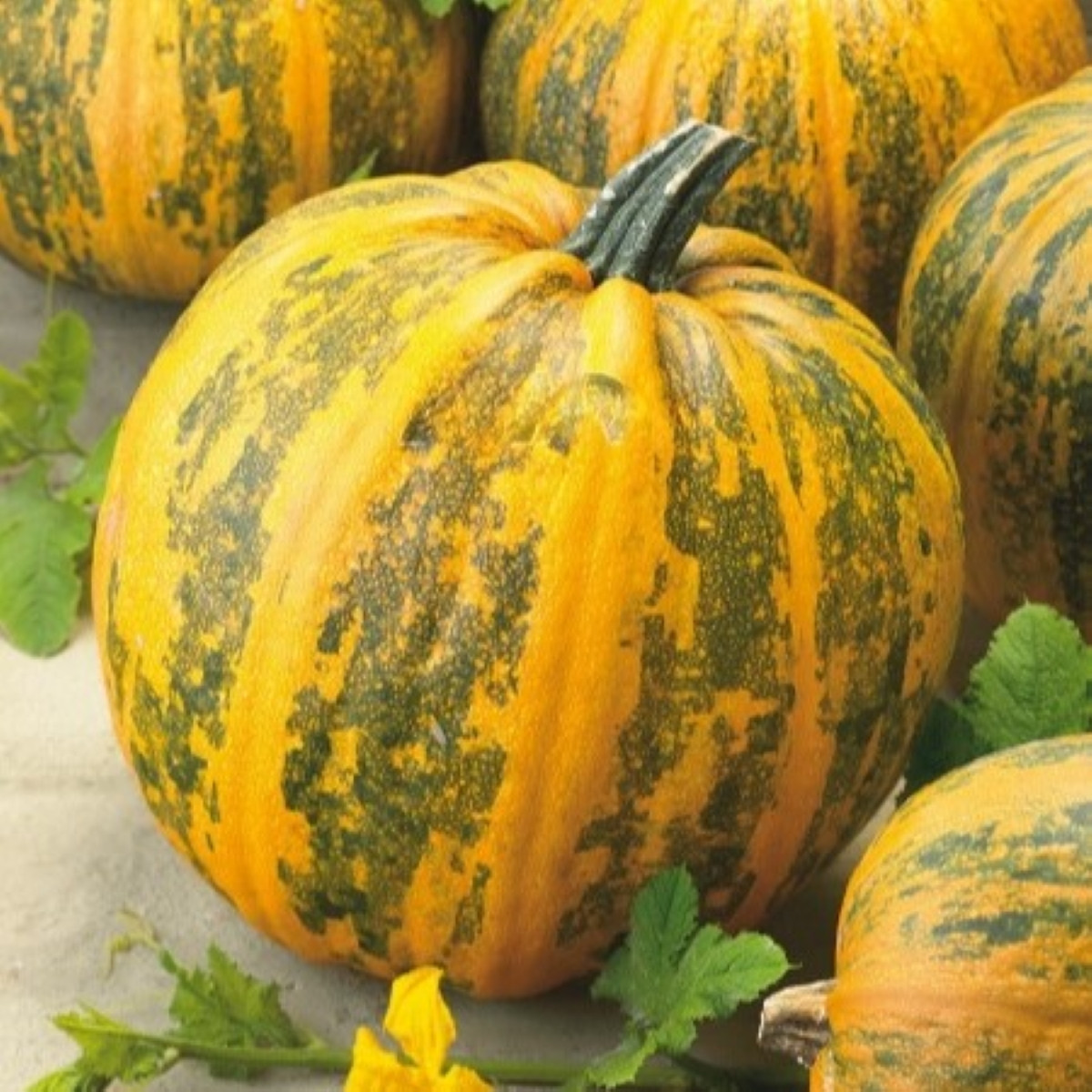 Tykev olejná Trumf F1 - Cucurbita pepo - semena - 12 ks