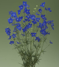 Stračka Jennys Pearl F1 Blue - Delphinium grandiflorum - semena - 10 ks