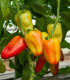 Paprika Amy - Capsicum Annuum - semena - 50 ks