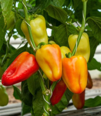 Paprika Amy - Capsicum Annuum - semena - 50 ks