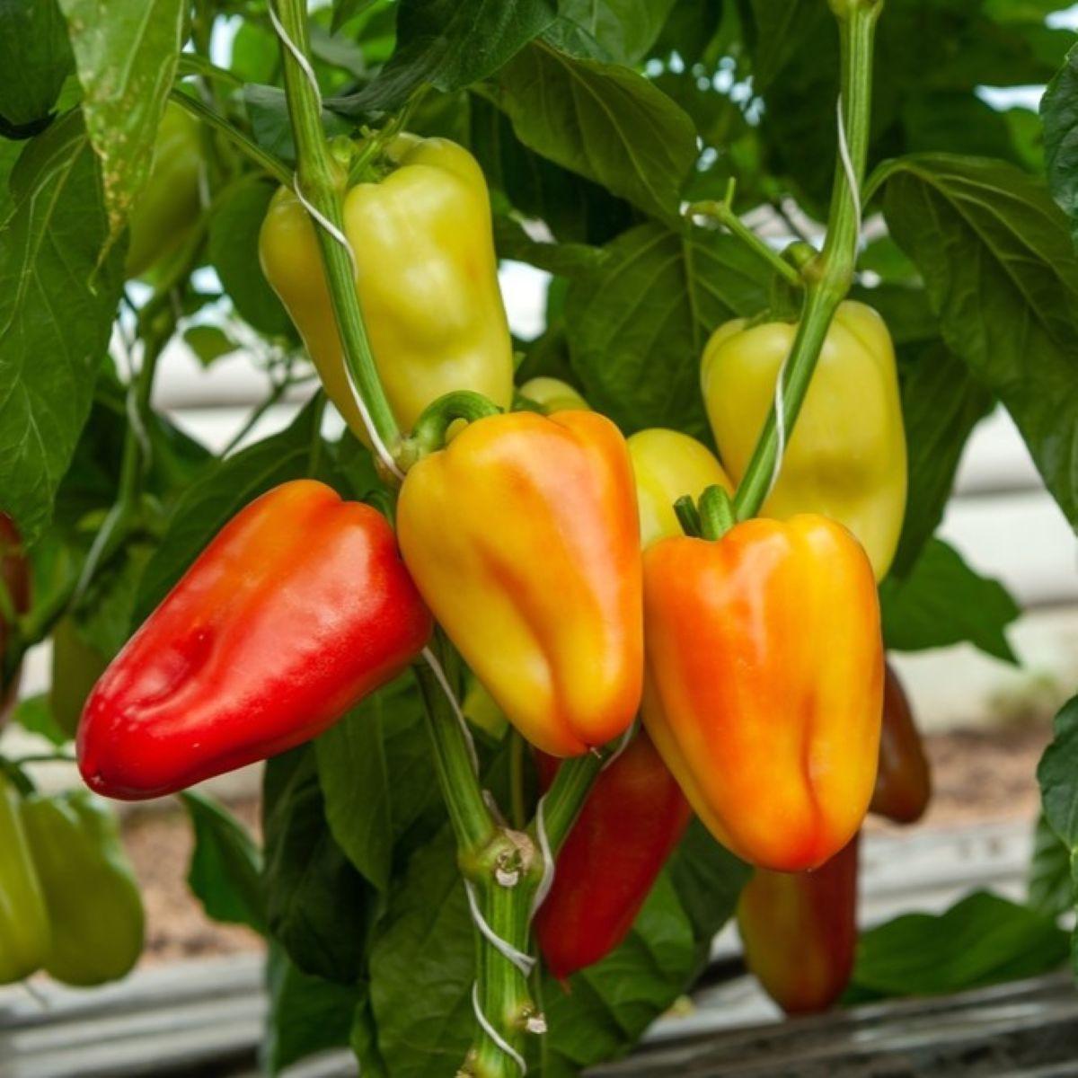 Paprika Amy - Capsicum Annuum - semena - 50 ks