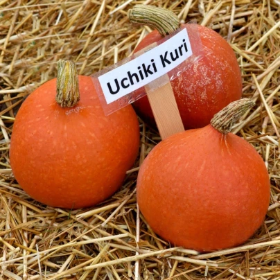 Dýně Hokkaido Uchiki kuri - Cucurbita maxima - semena - 5 ks