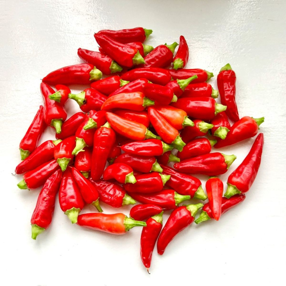 Semena chilli papričky – Chilli Jalapeno – Capsicum annuum