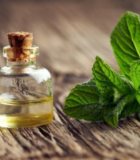 Máta peprná - Mentha piperita - semena - 500 ks