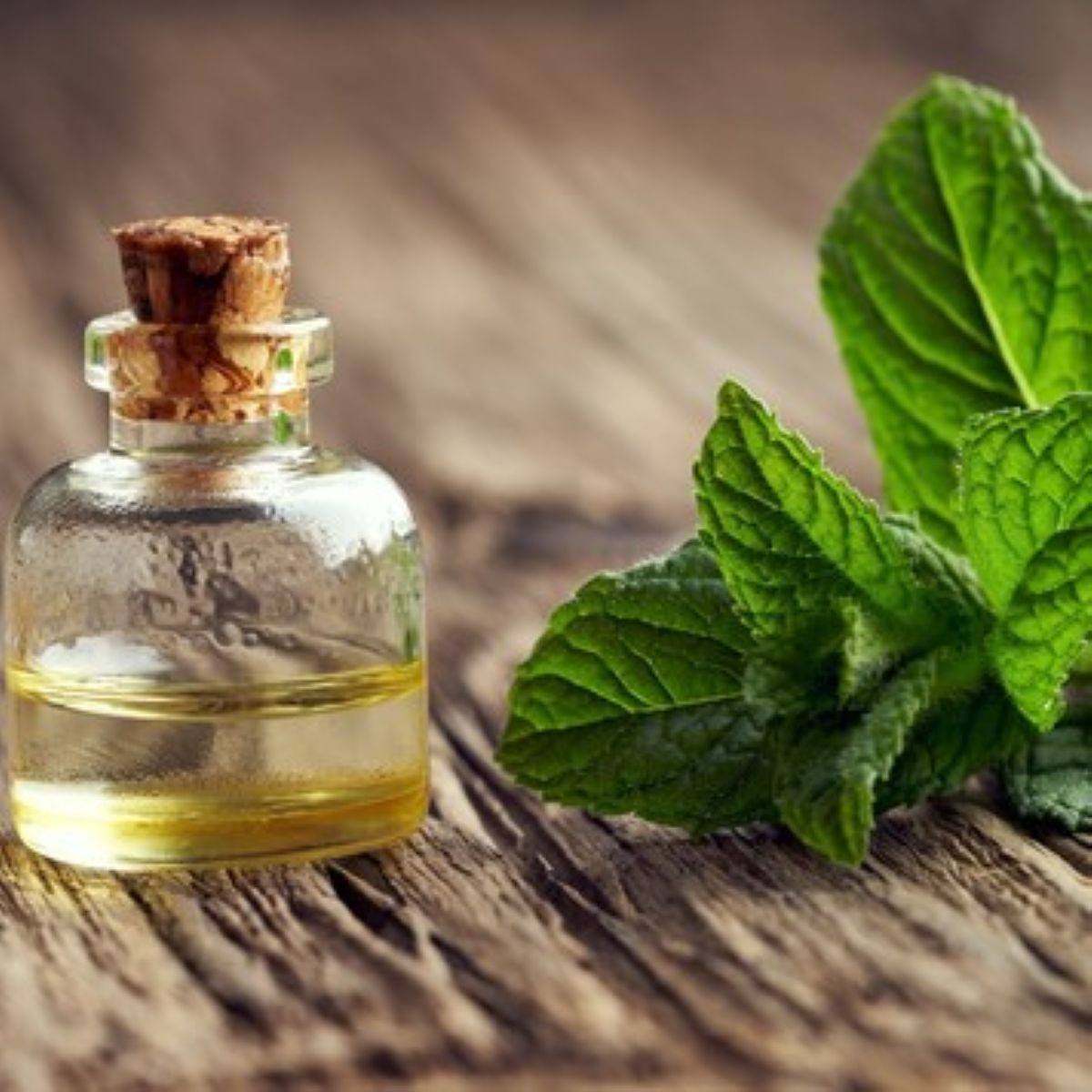 Semena máty – Máta peprná – Mentha piperita