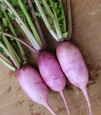 Ředkev Blue Candle F1 - Raphanus sativus - semena - 35 ks