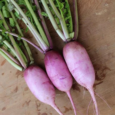 Ředkev Blue Candle F1 - Raphanus sativus - semena - 35 ks