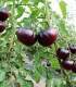BIO Rajče tyčkové Black Beauty - Solanum lycopersicum - bio semena - 7 ks
