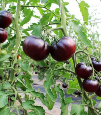 BIO Rajče tyčkové Black Beauty - Solanum lycopersicum - bio semena - 7 ks