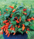 Paprika Tangerine Dream - Capsicum annuum - semena - 7 ks