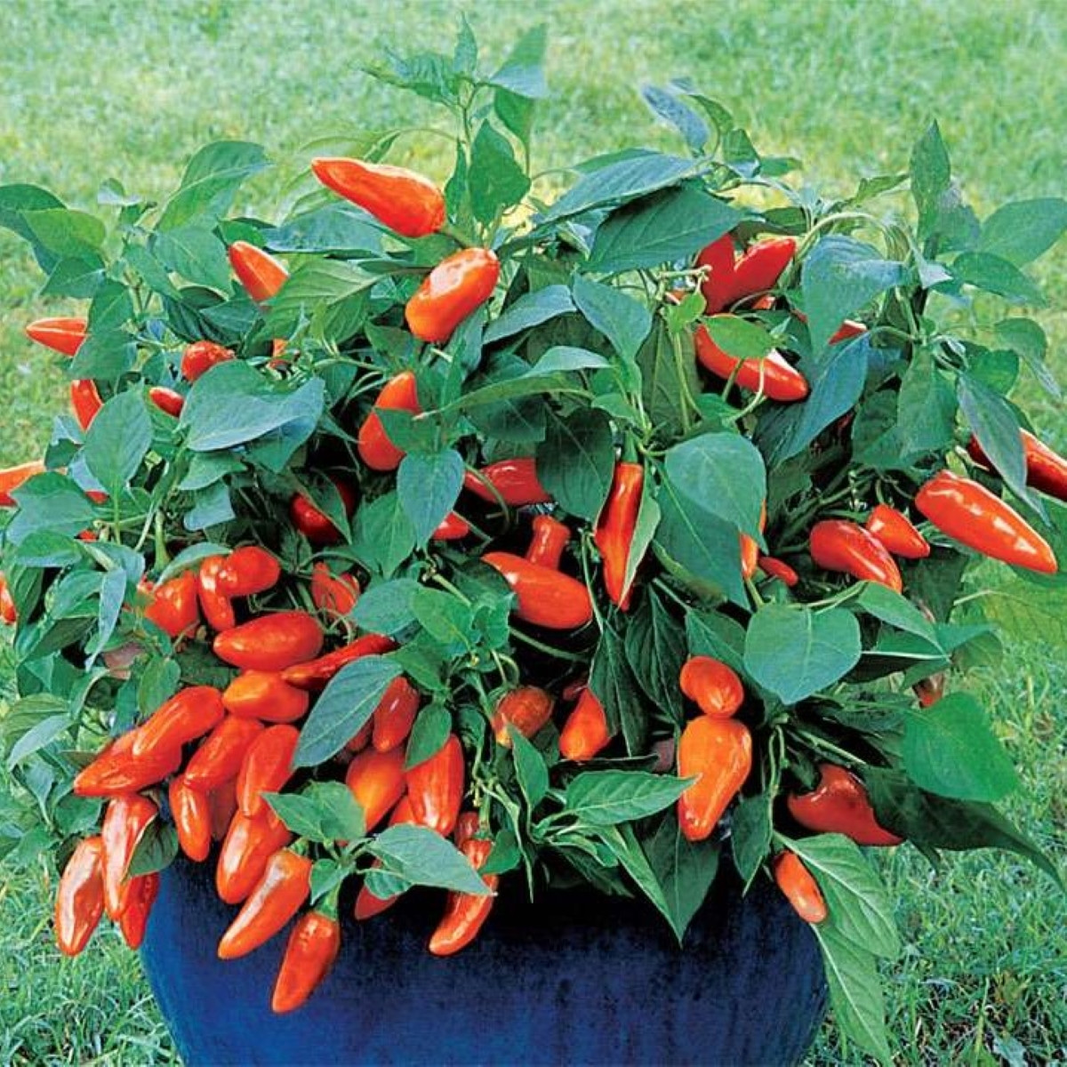 Paprika Tangerine Dream - Capsicum annuum - semena - 7 ks