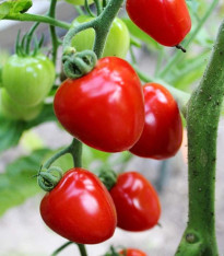 Rajče tyčkové Gardenberry F1 - Solanum lycopersicum - semena - 5 ks