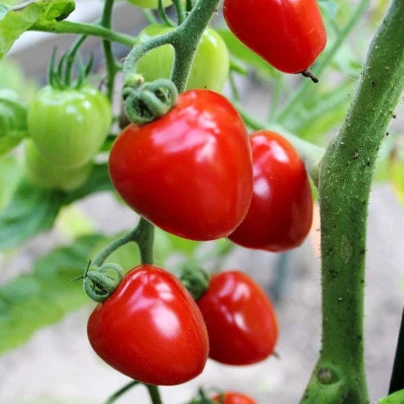 Rajče tyčkové Gardenberry F1 - Solanum lycopersicum - semena - 5 ks