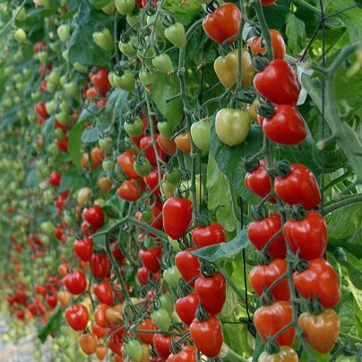 Rajče tyčkové Gardenberry F1 - Solanum lycopersicum - semena - 5 ks