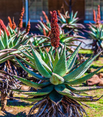 Aloe kapská - Aloe ferox - semena - 6 ks