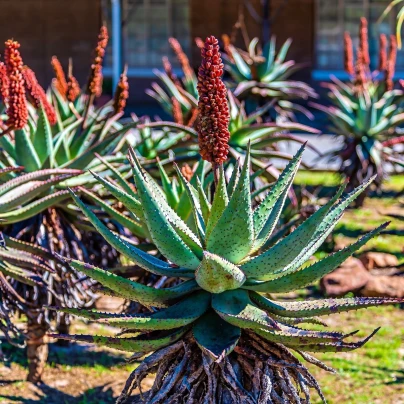 Aloe kapská - Aloe ferox - semena - 6 ks