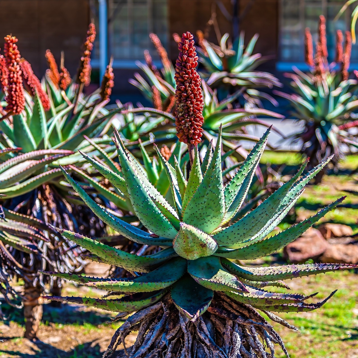 Aloe kapská - Aloe ferox - semena - 6 ks
