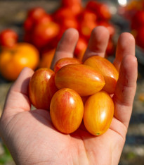 BIO Rajče tyčkové Artisan Blush Tiger - Solanum lycopersicum - bio semena - 6 ks