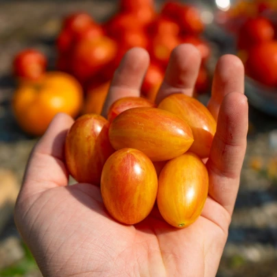 BIO Rajče tyčkové Artisan Blush Tiger - Solanum lycopersicum - bio semena - 6 ks