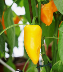 Paprika Snacking Yellow F1 - Capsicum annuum - semena - 5 ks