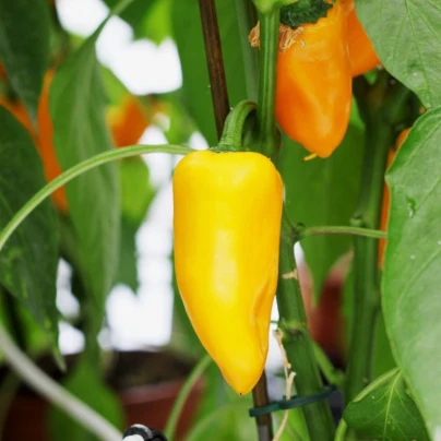 Paprika Snacking Yellow F1 - Capsicum annuum - semena - 5 ks