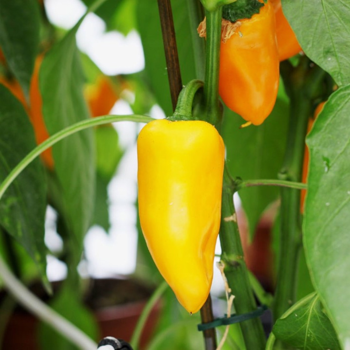 Paprika Snacking Yellow F1 - Capsicum annuum - semena - 5 ks