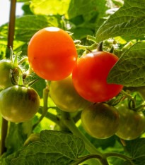 Rajče Red Robin - Solanum lycopersicum - semena - 6 ks